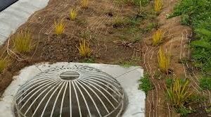 Scruffy Dome 900mm Squat